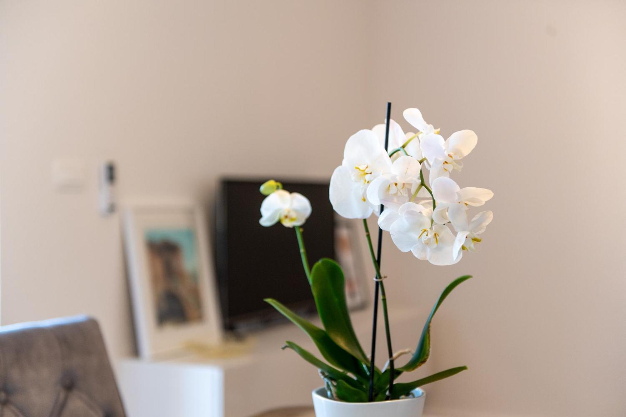 Apartment Ivi 特罗吉尔 外观 照片
